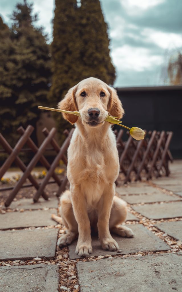 Puppy with rose